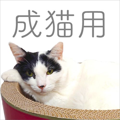 成猫