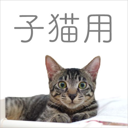 子猫