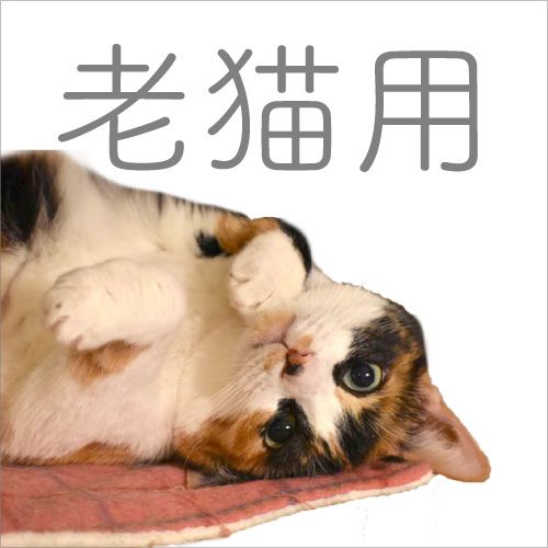 老猫