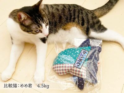作家だいたい猫飼ってる - Search / X