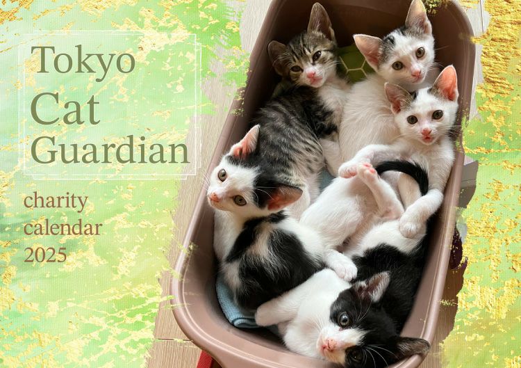 南琴奈 非売品 未使用 2023年カレンダー ディー・オー・エス 入手困難 南琴奈 非売品 未使用 2023年カレンダー ディー・オー・エス